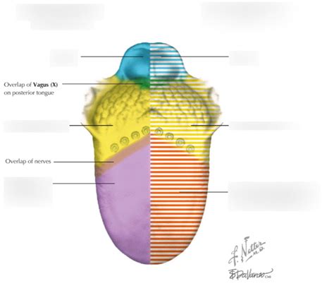 sensory innervation  tongue diagram quizlet