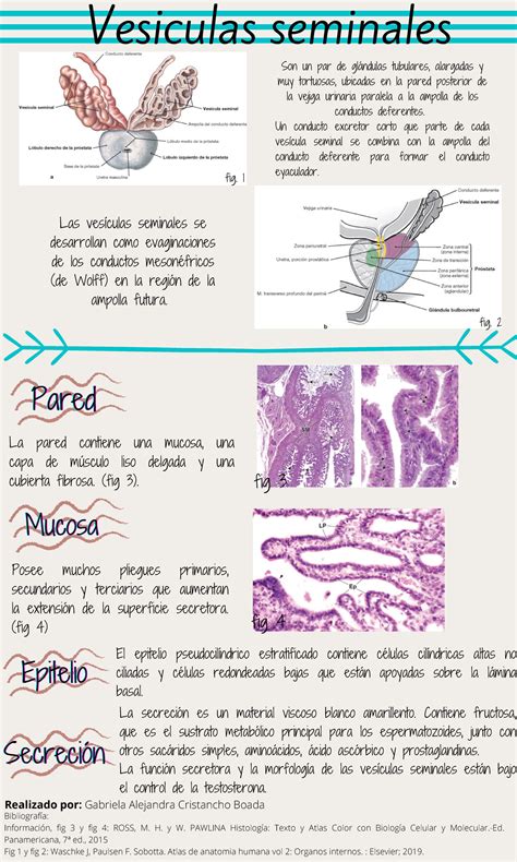 Resumen sobre las vesículas seminales Histología Funcional Studocu