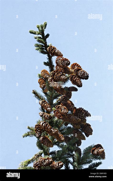 Picea Jezoensis Picea Yezoenis Jezo Spruce Stock Photo Alamy