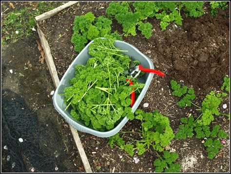 Marks Veg Plot Parsley Sage Rosemary And Thyme