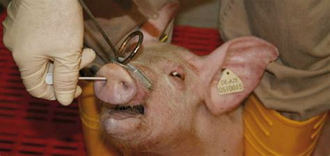 The Importance Of Monitoring For Swine Flu Pig World