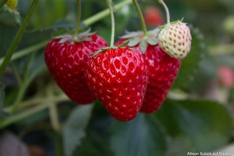 Pflege Von Erdbeeren Von Der Pflanzung Bis Zur Ernte Pflege Pflanzen