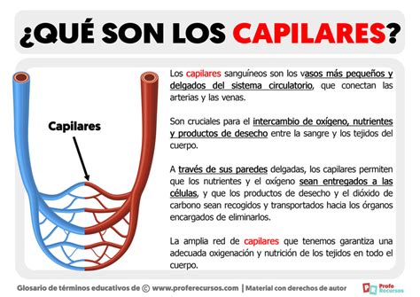 Qué son los Capilares Definición Capilar Sanguíneo