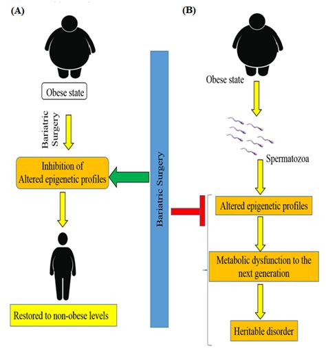 Schematic Diagram Showing The Impact Of Bariatric Surgery On The