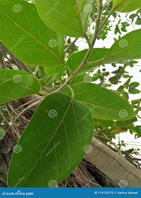 fig tree sap 8