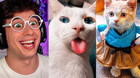 Los ANIMALES más GRACIOSOS de TikTok Intenta no reir Gatos y perros