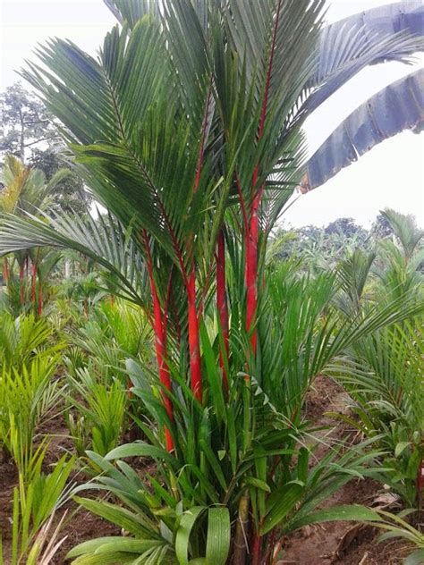 Jual Pohon Palem Merah Supplier Tanaman Hias Dan Rumput Jasa Tukang