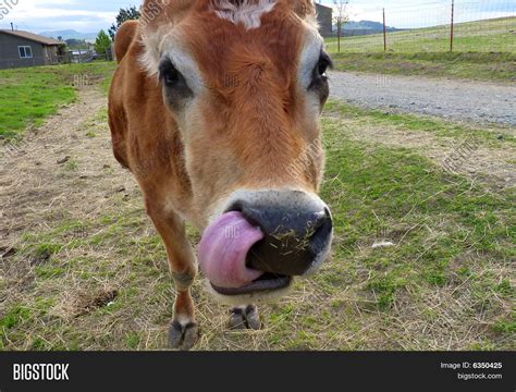 Cow Picking Nose Image And Photo Free Trial Bigstock