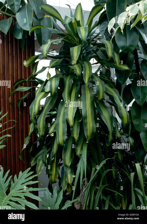 Dracaena Fragrans `massangeana Corn Plant Pal032010 Stock Photo Alamy