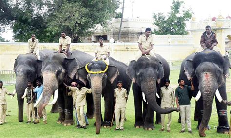 Second Batch Of Five Dasara Elephants Arrives At Mysore Palace