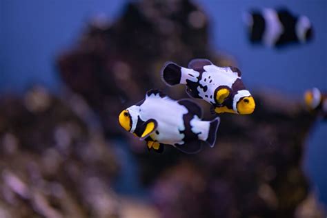 Where Does A Clownfish Live? | All About Clownfish Habitat - Maryland ...