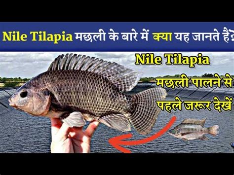 Amazing Nile Tilapia Fish Farming In Pond Koytur Fish Farm India