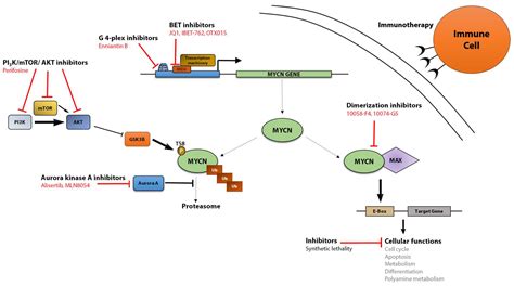 Genes Free Full Text The Mycn Protein In Health And Disease