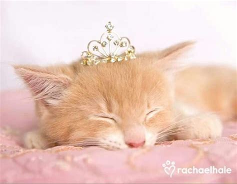 A Small Kitten Sleeping With A Tiara On Top Of Its Head And Eyes