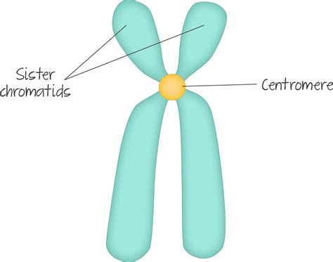 Chromosome Drawing With Label