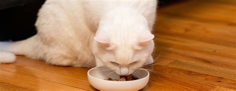 Why Wet Cat Food Is Essential For Your Cat’s Wellbeing | Wellness