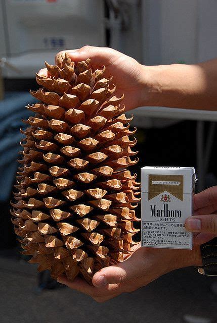 Coulter Pine Tree Cones Jumbo Size 9 Inches Unique Giant Pine Cones