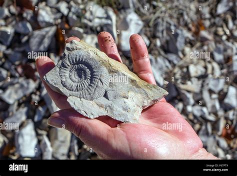 Ammonite Fossil In Rock Held In Hand Hi Res Stock Photography And