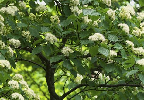 Flowering Dogwood Tree Facts - Gardenerdy