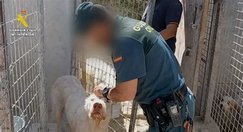 Mutilados Más De 1100 Perros En Granada Y Otras Provincias A Los Que Cortaban El Rabo Y Las