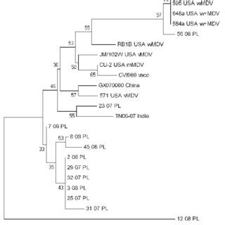 Phylogenetic Tree Constructed On The Basis Of The Meq Sequence Of