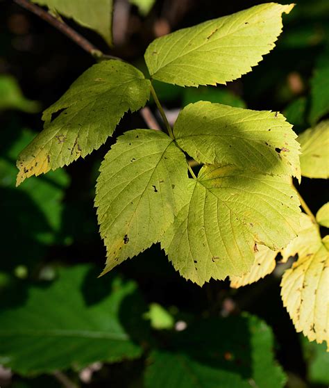 Free Images Nature Branch Sunlight Leaf Flower Food Green