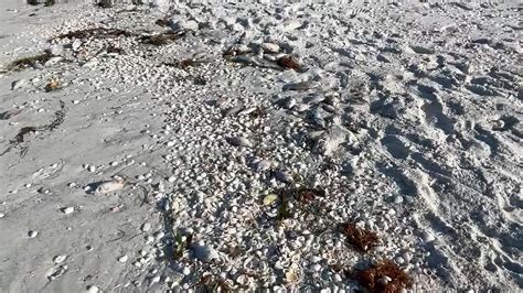 Red Tide Kills Fish Along Florida Beaches, Poses Threat To Humans - Videos from The Weather ...