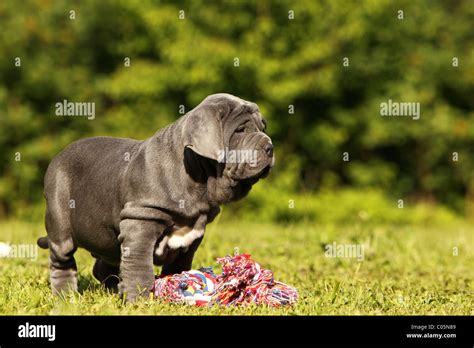 Mastino Napoletano Puppy Stock Photo Alamy