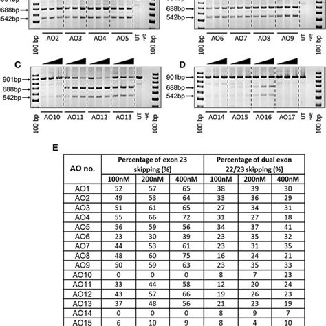 Rt Pcr Analysis Of Ao Candidates Inducing Exon 23 Skipping In H2k Mdx