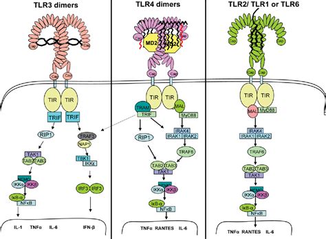 Figure 1 From Recent Insights Into The Structure Of Toll Like Receptors