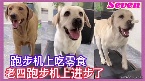 拉布拉多seven老四💕2022 11 20直播💕labrador Seven寵物拉拉 老四 Queenlee賽文 小迷糊