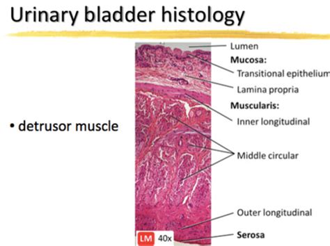 Urinary System Anatomy Histology Flashcards Quizlet