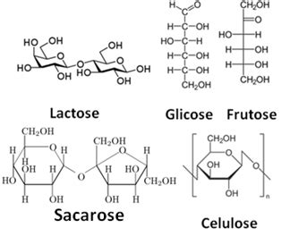 Carboidratos ou Glicídios. Carboidratos em nosso organismo