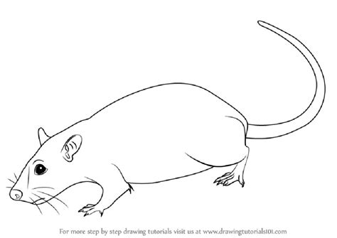 25 Easy Rat Drawing Ideas How To Draw A Rat