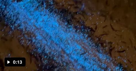 Bioluminescence In Beach Sand Gag