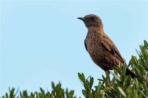 90+ Lesotho Wildlife Stock Photos, Pictures & Royalty-Free Images - iStock