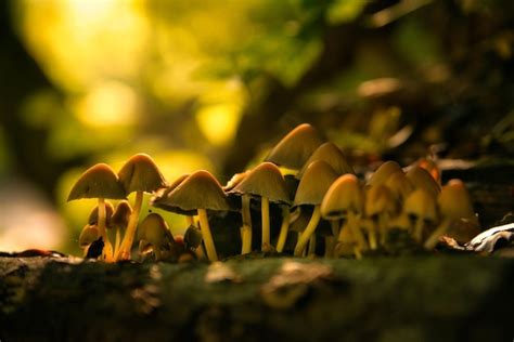 Grupo de hongos en el tronco de un árbol en el bosque de otoño Foto