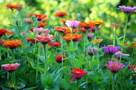 14 Self Seeding Flowers Why They Are Great For Your Backyard Garden