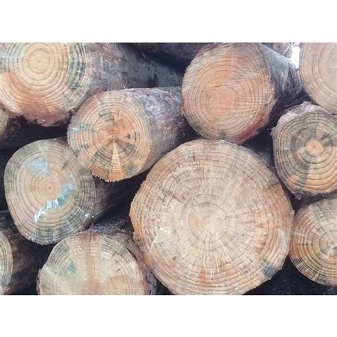 Brown Brazil Pine Wood Logs At Cubic Feet In New Delhi Id