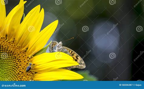 Mariposa En Un Girasol Imagen De Archivo Imagen De Polen