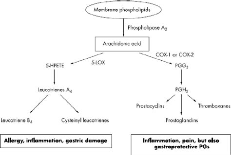 Figure 1 From Identification Of Potential Anti Inflammatory Bioactive