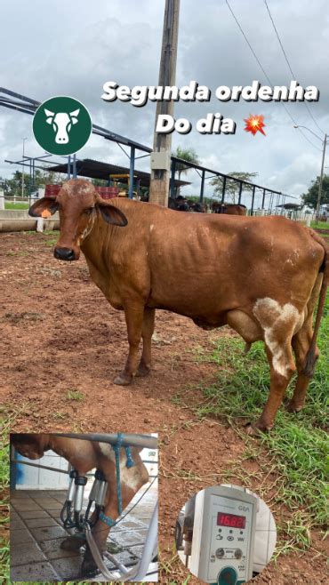 Vacas Leiteiras À Venda Em Bela Vista De Goiás - Vacas Leiteiras em Goiás | Preço Venda Compra - MF Rural