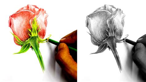 How To Draw A Realistic Rose Bud Step By Step Drawing A Rose Bud With