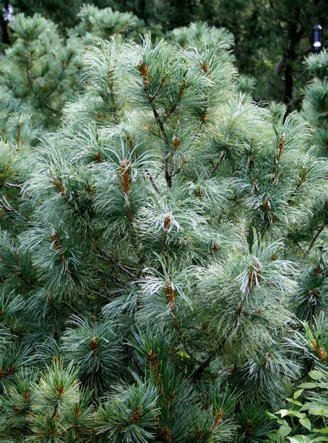 Pinus Parviflora Glauca Nana Pépinière Cramer Inc