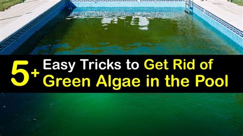 Cleaning Green Pool Algae Fast Ways To Remove Green Algae