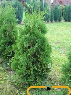 Thuja occidentalis Hübner Columna Typ Baumschule Lienemann