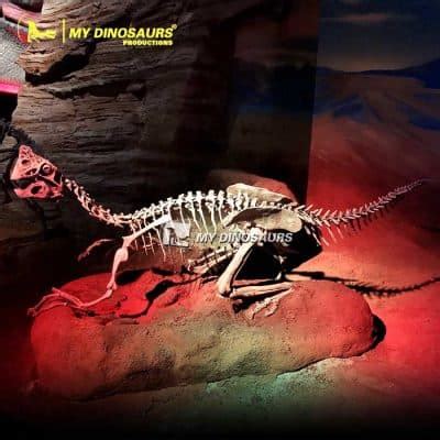 Oviraptor Skeleton With Dinosaurs Eggs Fossils for Sale