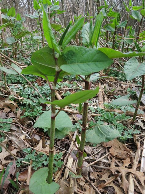 The Foraged Foodie Foraging Identifying And Eating Japanese Knotweed