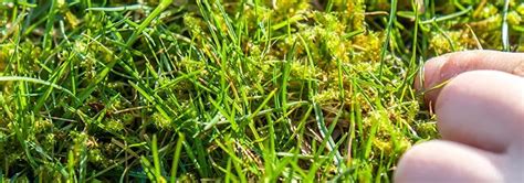 How To Remove Lawn Moss Garden Advice Westland Garden Health