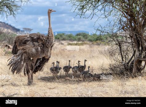 Common Ostrich Mother And Chicks Struthio Camelus In Kenya Eastern